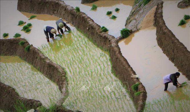 Khun Ha commune's terraced rice fields begin to turn green with rice seedlings planted. VNA Photo: Nguyễn Oanh