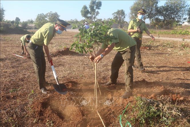 Lực lượng kiểm lâm tham gia trồng cây tại Binh đoàn Tên lửa, huyện Đất Đỏ. Ảnh: Hoàng Nhị - TTXVN./.