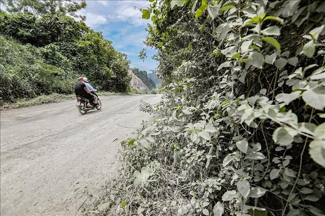 Con đường bạc trắng bụi mà người dân vẫn phải lưu thông mỗi ngày để ra vào xóm Rụt, xã Tân Vinh hoặc đi sang bịa bàn xã Cao Răm (Lương Sơn, Hòa Bình). Ảnh: Trọng Đạt - TTXVN