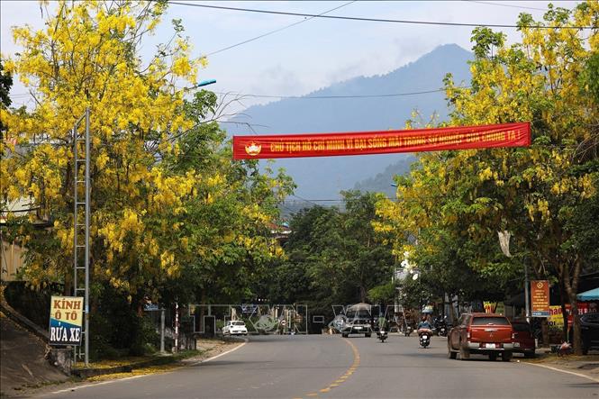 Golden shower trees on both sides of a street in Ky Son ward, Hoa Binh city. VNA Photo: Trọng Đạt
