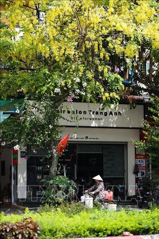 Bright yellow golden shower flowers shine under the summer sun. VNA Photo: Trọng Đạt