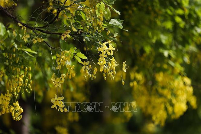The bright yellow of golden shower flowers blends perfectly with the green shades of its leaves, creating vibrant summer scenery. VNA Photo: Trọng Đạt