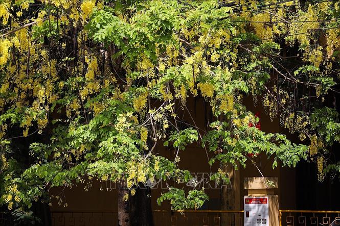 Golden shower flowers signal the beginning of summer. VNA Photo: Trọng Đạt