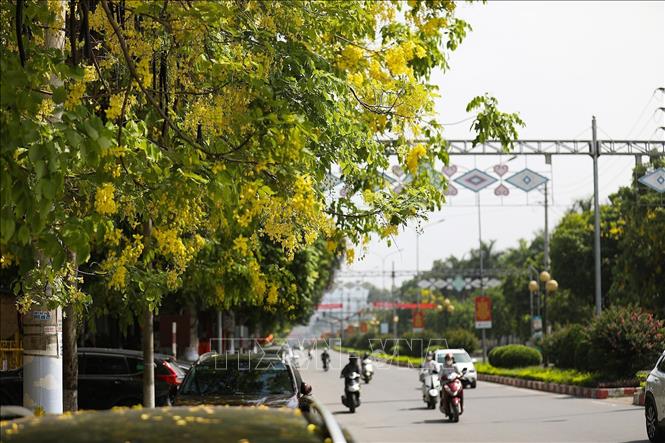 Golden shower flowers bloom brilliantly in the summer sun on the streets of Hoa Binh city. VNA Photo: Trọng Đạt
