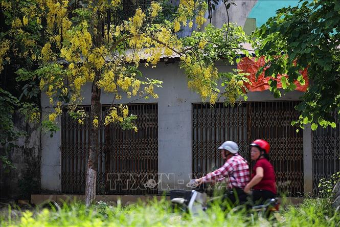 Golden shower flowers give brightness to Hoa Binh city's streets. VNA Photo: Trọng Đạt