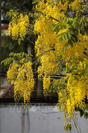 The brilliant colours of golden shower flowers. VNA Photo: Trọng Đạt. 