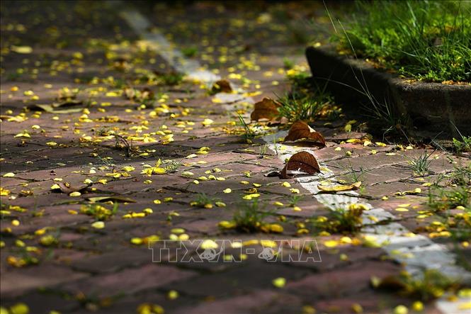 A summer afternoon with falling golden shower flowers' petals. VNA Photo: Trọng Đạt