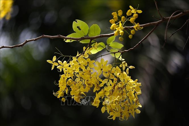 The brilliant colours of golden shower flowers. VNA Photo: Trọng Đạt