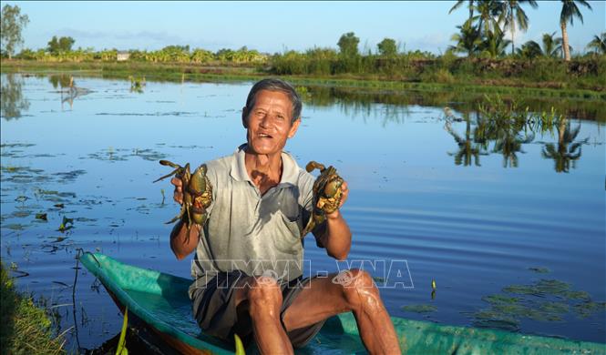 Ông Nguyễn Văn Sinh, xã Hưng Yên, huyện An Biên, tỉnh Kiên Giang phấn khởi vì giá cua biển tăng cao trong 2 tháng qua. Ảnh: Văn Sĩ - TTXVN                                
