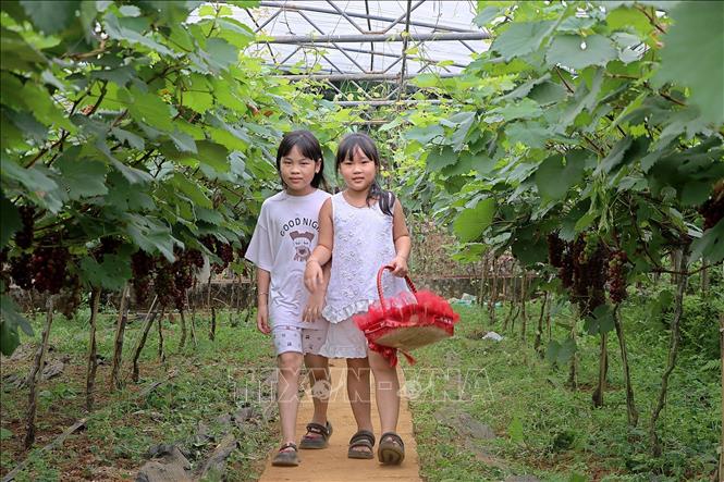 Children can join the grape-picking activity with family at grape orchards in Cao Phong district, Hoa Binh province. VNA Photo: Thanh Hải