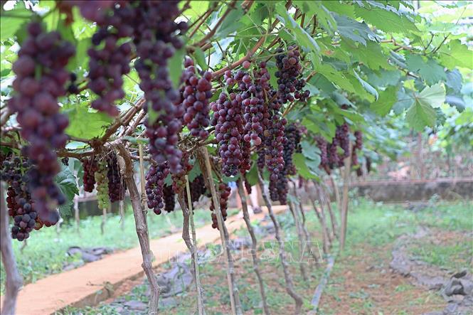 Ripe Ha Den grapes at an orchard in Cao Phong district. VNA Photo: Thanh Hải