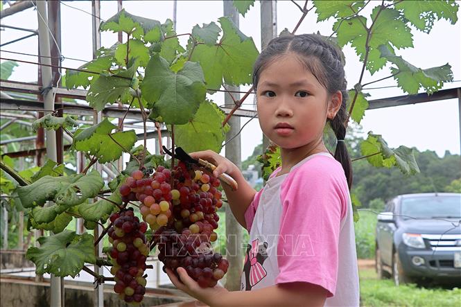 A child picking Ha Den grapes at an orchard in Cao Phong district, Hoa Binh province. VNA Photo: Thanh Hải