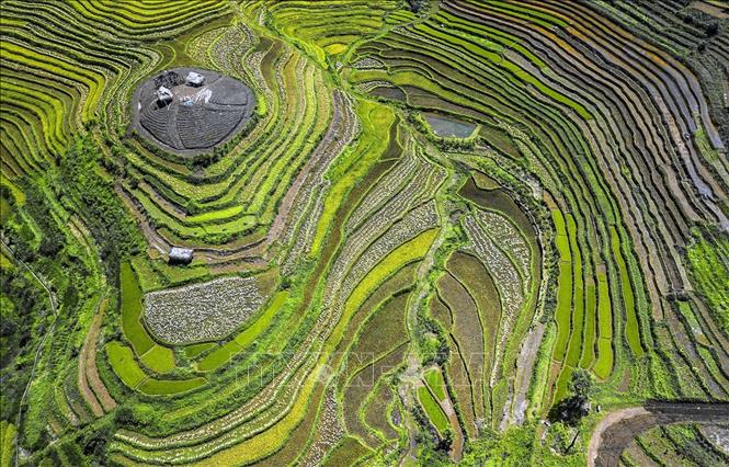 Xen lẫn trên những sườn đồi là ruộng bậc thang và cây rừng, không gian nơi đây vẫn còn nguyên sơ và thanh bình. Ảnh: Trọng Đạt - TTXVN