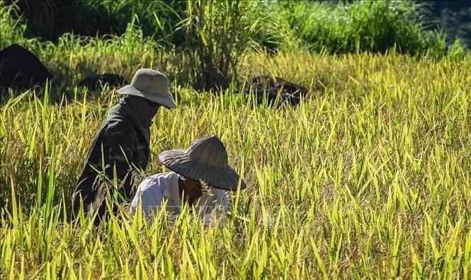 Ruộng bậc thang xã Miền Đồi (huyện Lạc Sơn, Hòa Bình) đang vào mùa thu hoạch. Ảnh: Trọng Đạt-TTXVN