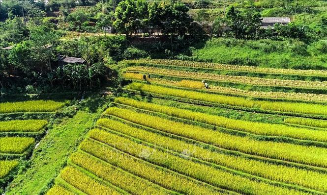 Ruộng bậc thang xã Miền Đồi (huyện Lạc Sơn, Hòa Bình) đang vào mùa thu hoạch. Ảnh: Trọng Đạt-TTXVN