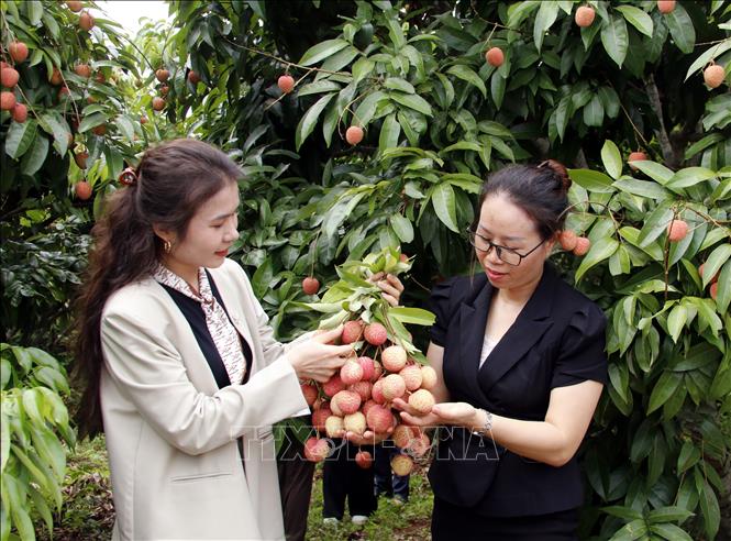 Vải sớm Tân Yên có giá bán trung bình 40.000 đồng/kg, tăng 15 - 20% so với năm ngoái. Ảnh: Đồng Thúy - TTXVN