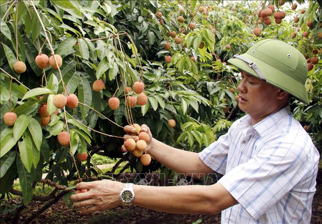 Vườn vải sớm xuất khẩu có giá bán từ 55.000 - 70.000 đồng/kg. Ảnh: Đồng Thúy - TTXVN