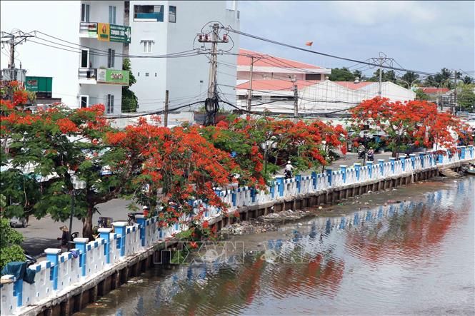 A row of fiery blooming phuong vi flowers near Ward No.2 canal in Ca Mau city.  VNA Photo: Kim Há