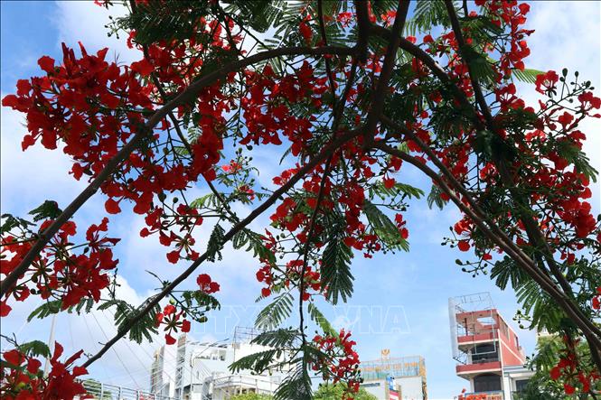 Fiery phuong vi flowers under the bright blue sky of Ca Mau city. VNA Photo: Kim Há