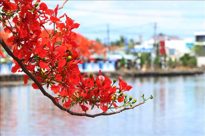 The fiery phuong vi blossoms in Ca Mau city. VNA Photo: Kim Há