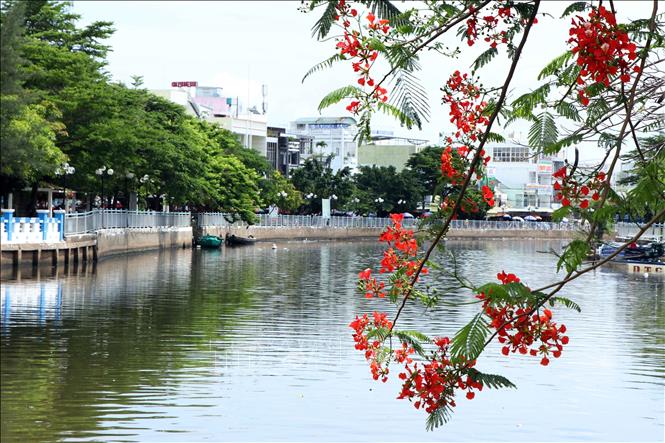 Flamboyan flowers in full bloom near Ca Mau river. VNA Photo: Kim Há
