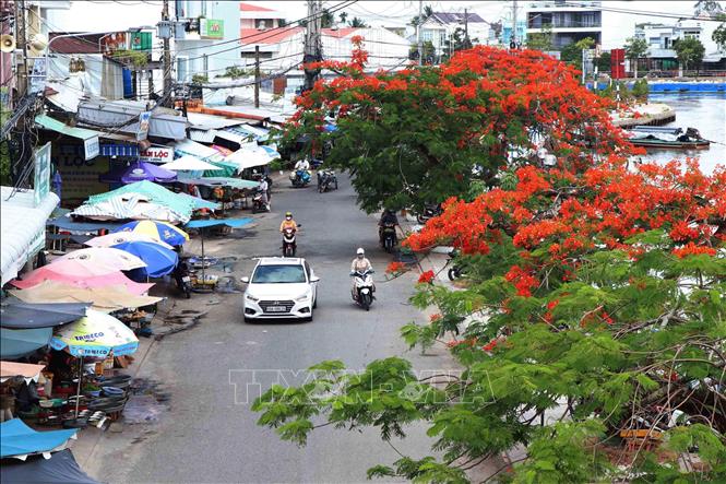 A row of phuong vi trees in full bloom on Pham Van Ky street, Ca Mau city. VNA Photo: Kim Há