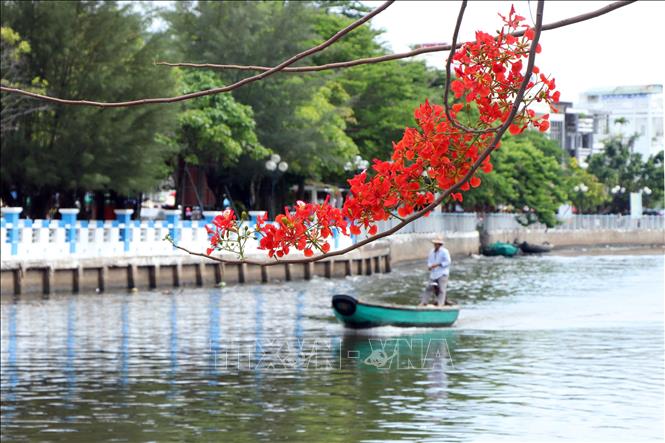 Flamboyan flowers in full bloom near Ca Mau river. VNA Photo: Kim Há