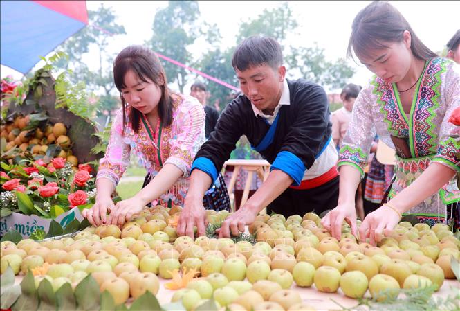Các đội tham gia thi trưng bày mâm quả giới thiệu lê. Ảnh: Quý Trung – TTXVN