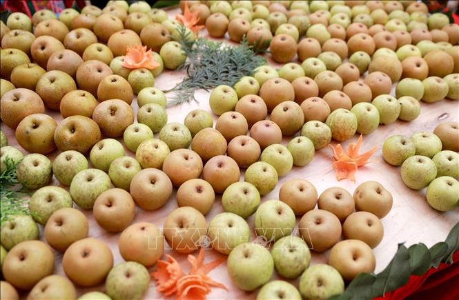 Những trái lê được hái về trưng bày tại ngày hội hái lê. Ảnh: Quý Trung – TTXVN