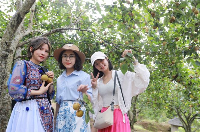 Giới trẻ thích thú khi được trải nghiệm, thưởng thức hái lê tại vườn. Ảnh: Quý Trung – TTXVN 