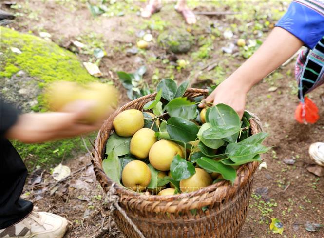Những quả lê được hái tại vườn tươi, ngon. Ảnh: Quý Trung – TTXVN