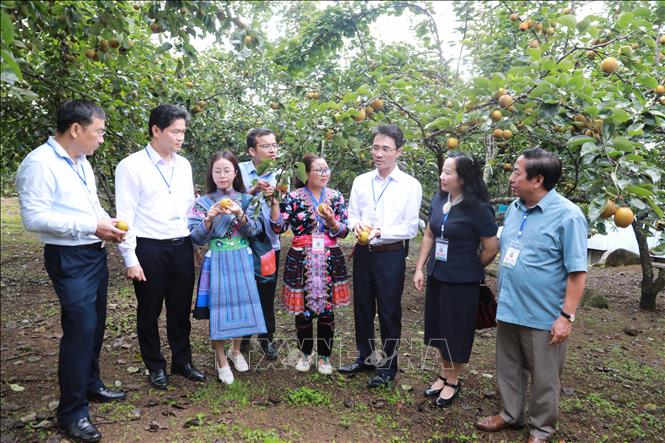 Các đại biểu được nghe người dân bản địa giới thiệu về quá trình trồng, phát triển cây lê. Ảnh: Quý Trung – TTXVN