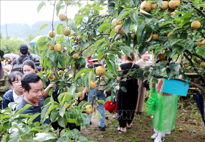 Giang Ma là xã vùng cao của tỉnh Lai Châu, nơi đây có độ cao hơn 1000m so với mực nước biển, khí hậu quanh năm mát mẻ phù hợp phát triển trồng cây ôn đới như Lê. Ảnh: Quý Trung – TTXVN