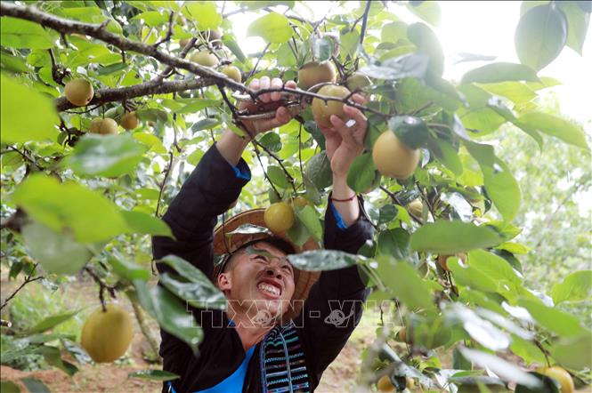 Do khí hậu mát mẻ quanh nên thuận lợi cho cây lê phát triển, nhiều hộ gia đình đã vươn lên làm giàu nhờ phát triển trồng cây lê. Ảnh: Quý Trung – TTXVN