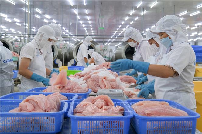 Factory workers process tra fish for export at Can Tho Import Export Seafood Joint Stock Company ( CASEAMEX ) in Tra Noc Industrial Zone. VNA Photo: Thanh Liêm
