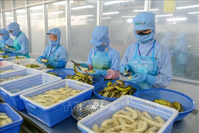 Factory workers of Westfood Exporting and Processing JSC process bananas for export. VNA Photo: Thanh Liêm
