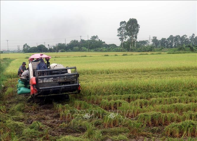 Người dân huyện Đông Hưng, tỉnh Thái Bình đang tập trung thu hoạch lúa xuân, với năng suất ước đạt gần 71 tạ/ha. Ảnh Vũ Quang – TTXVN