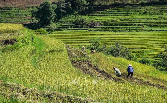 Mien Doi commune terrace rice fields are in the middle of the harvest season. VNA Photo: Trọng Đạt
