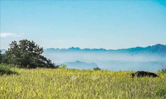Golden ripen rice under the blue sky of Hoa Binh province. VNA Photo: Trọng Đạt
