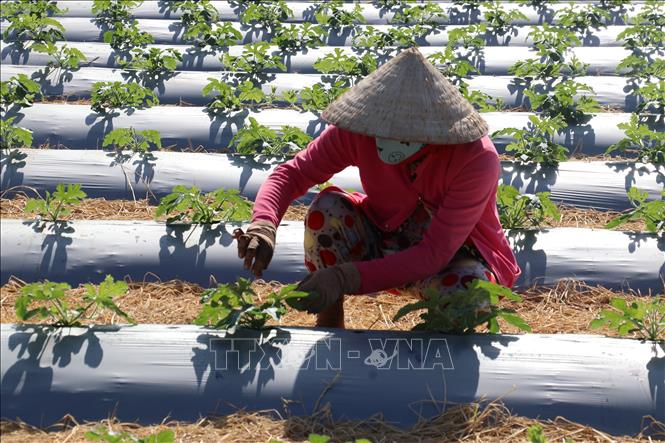 Người dân ở ấp Đèn Đỏ, xã Tân Thành, huyện Gò Công Đông, tỉnh Tiền Giang chăm sóc vụ dưa Xuân - Hè. Ảnh: Hữu Chí - TTXVN