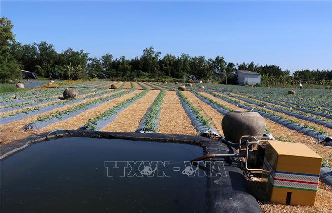 Cánh đồng dưa Xuân - Hè của người dân ven biển Gò Công. Ảnh: Hữu Chí - TTXVN