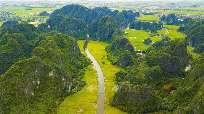 Dòng Ngô Đồng vàng rực đón du khách trong và ngoài nước về tham quan Tam Cốc - Bích Động. (thuộc Quần thể danh thắng Tràng An). Ảnh: Minh Đức - TTXVN