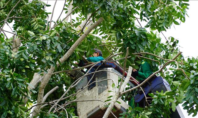 Nhân viên cây xanh cắt tỉa cành cây xanh ở thành phố Rạch Giá, tỉnh Kiên Giang. Ảnh: Văn Sĩ - TTXVN                                 