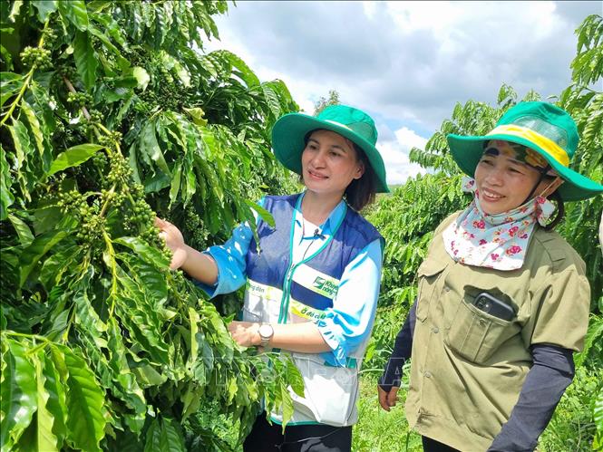 Cán bộ Tổ khuyến nông cộng đồng xã Hà Mòn hướng dẫn bà con nông dân thực hiện mô hình canh tác cà phê thông minh, giúp năng suất cà phê tăng 20%. Ảnh: Dư Toán – TTXVN.