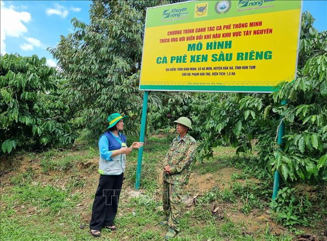 Cán bộ Tổ khuyến nông cộng đồng xã Hà Mòn hướng dẫn bà con nông dân thực hiện mô hình canh tác cà phê thông minh. Ảnh: Dư Toán – TTXVN.