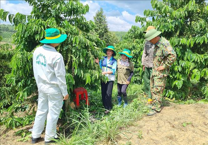 Cán bộ Tổ khuyến nông cộng đồng xã Hà Mòn hướng dẫn bà con nông dân thực hiện mô hình canh tác cà phê thông minh. Ảnh: Dư Toán – TTXVN.