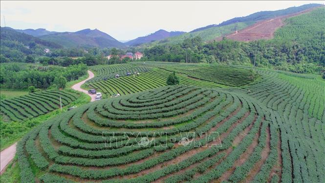 Đồi chè tại thôn Hoà An, xã Thái Bình. Ảnh: Anh Tuấn – TTXVN