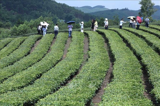 Du khách tham quan, trải nghiệm đồi chè tại thôn Hoà An, xã Thái Bình. Ảnh: Anh Tuấn – TTXVN