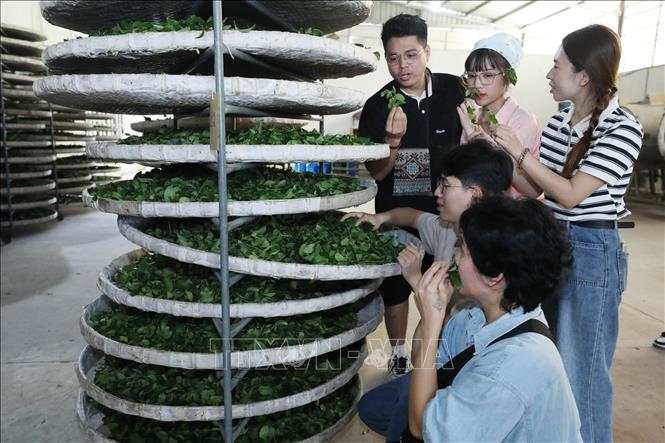 Du khách trải nghiệm các công đoạn chế biến chè tại Công ty Cổ phần chè Thái Bình - Lạng Sơn. Ảnh: Anh Tuấn – TTXVN