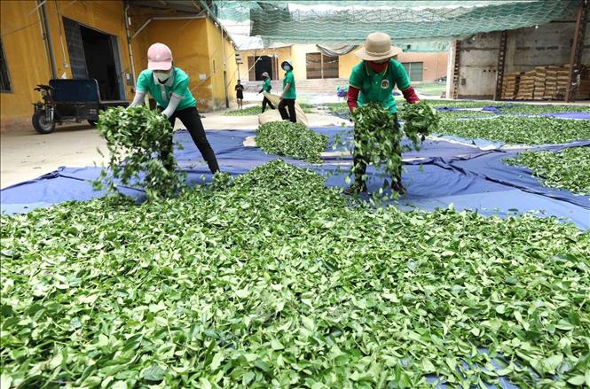 Công đoạn hong héo chè tại Công ty Cổ phần chè Thái Bình - Lạng Sơn. Ảnh: Anh Tuấn – TTXVN